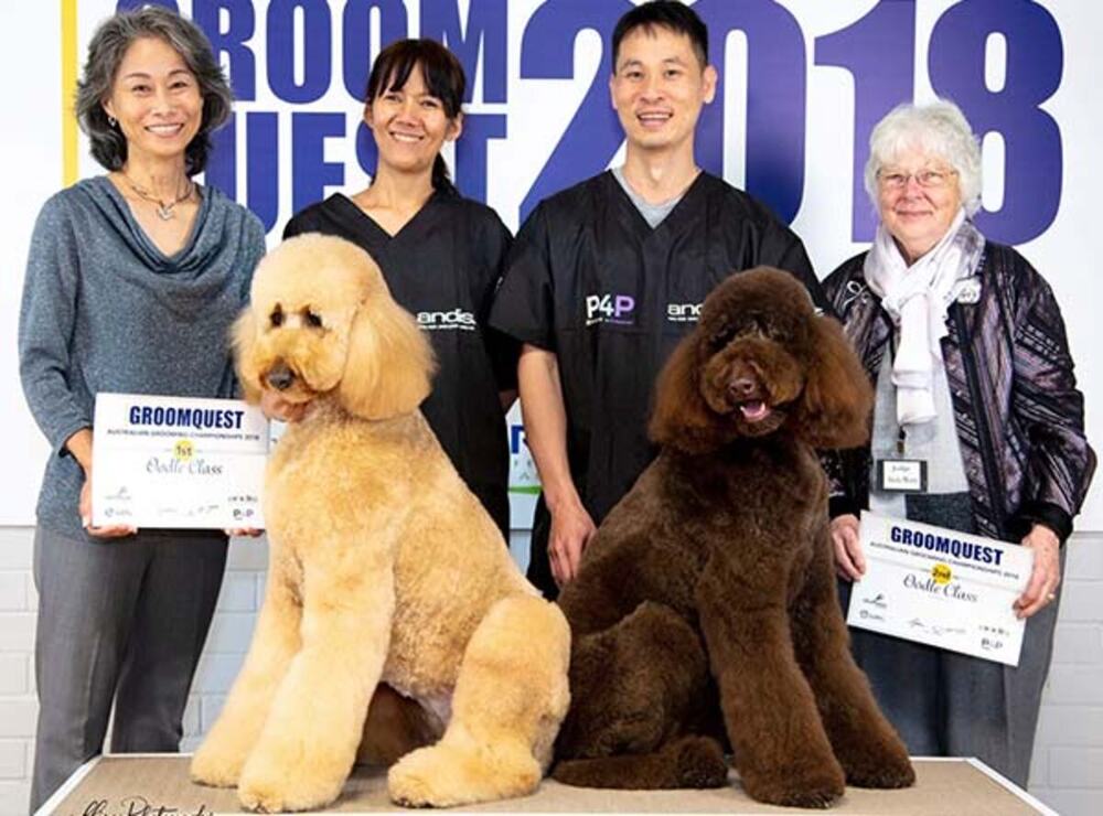 Competition poodle groomed by the Pets on the Point team