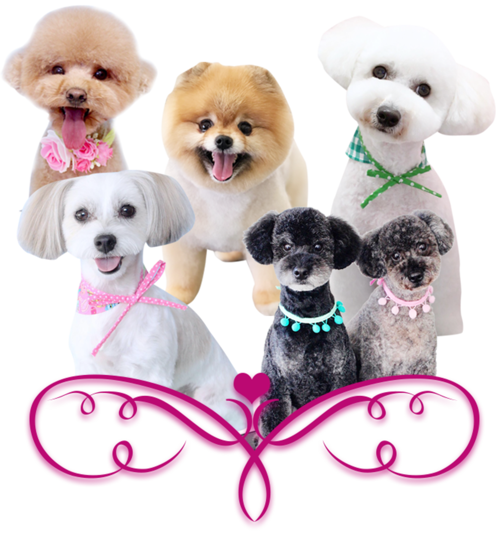 Dogs groomed at Pets on the Point