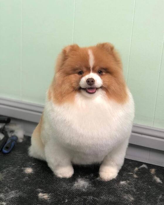 Groomed dog