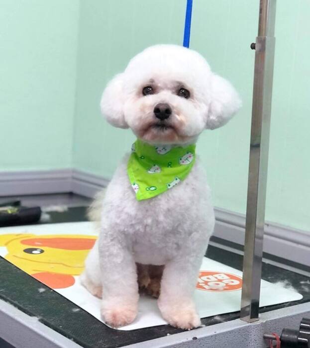 Groomed dog