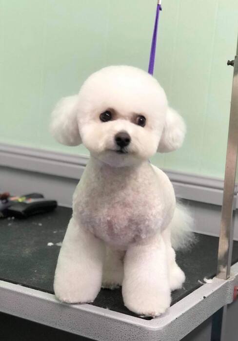 Groomed dog