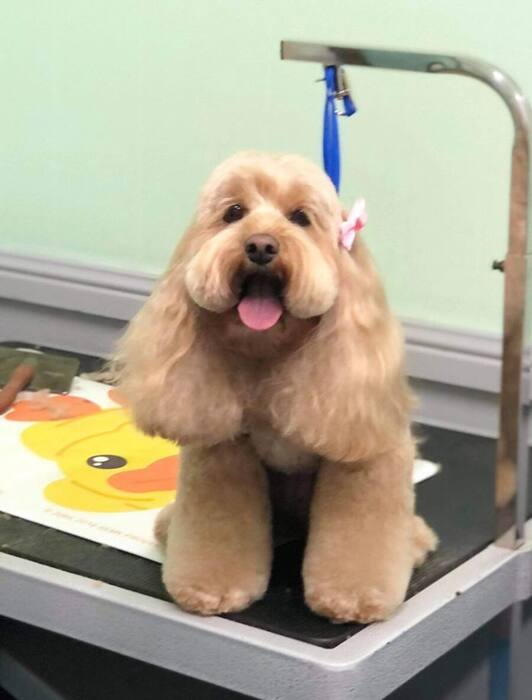Groomed dog