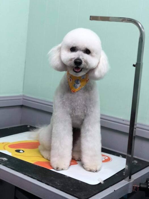 Groomed dog