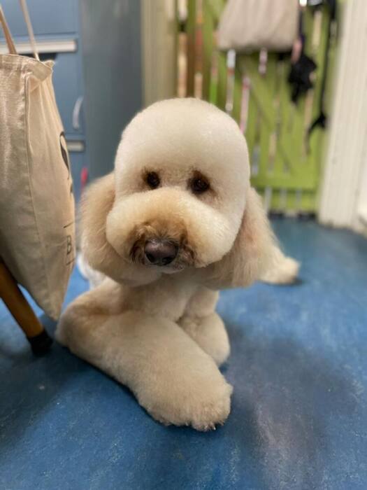 Groomed dog