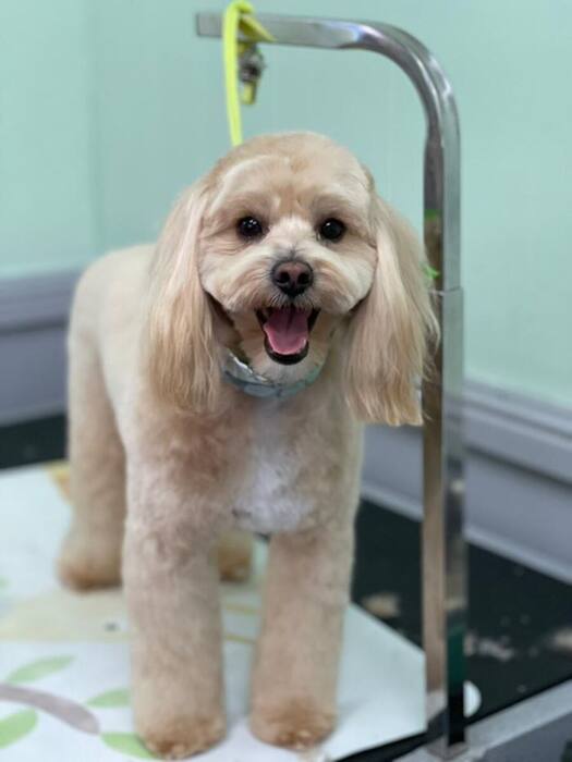 Groomed dog