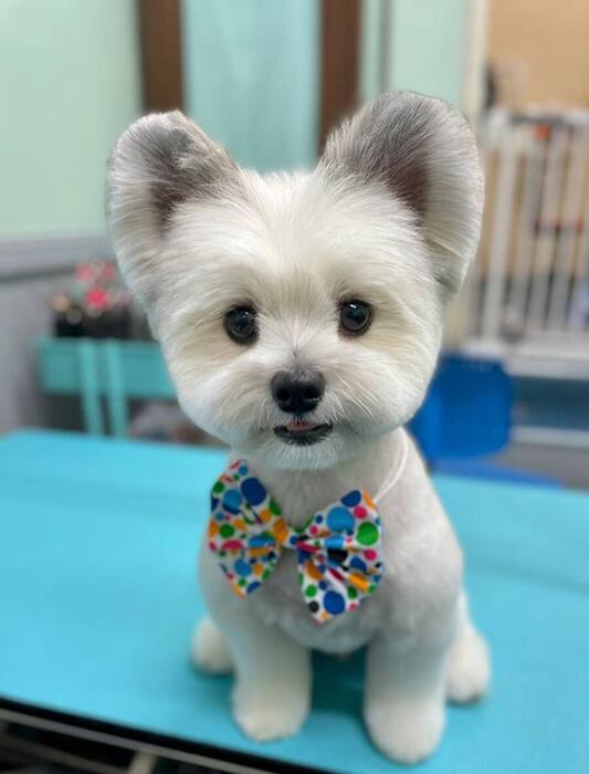 Groomed dog
