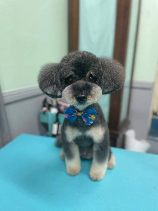 Groomed dog