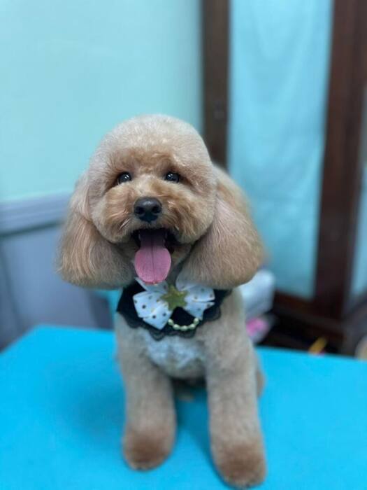 Groomed dog
