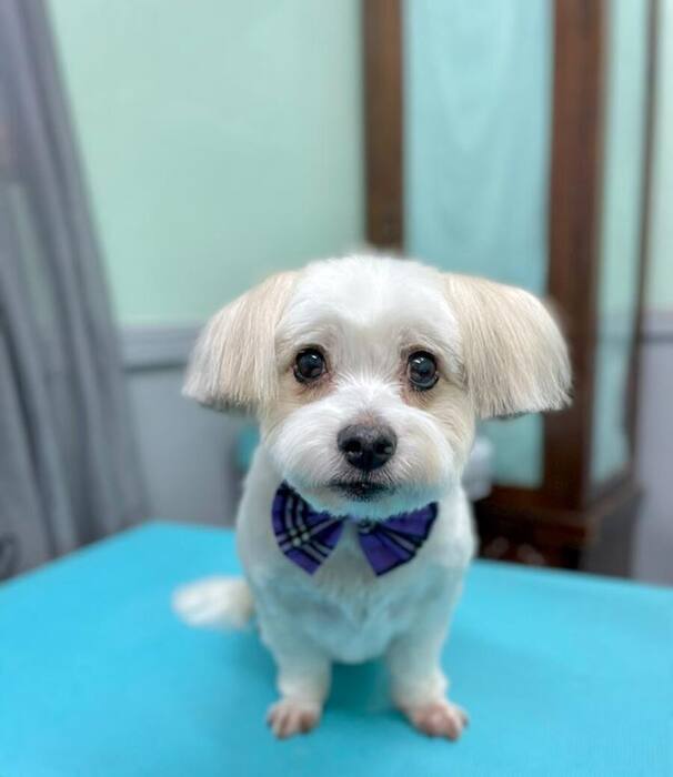 Groomed dog
