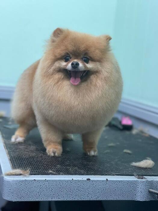 Groomed dog