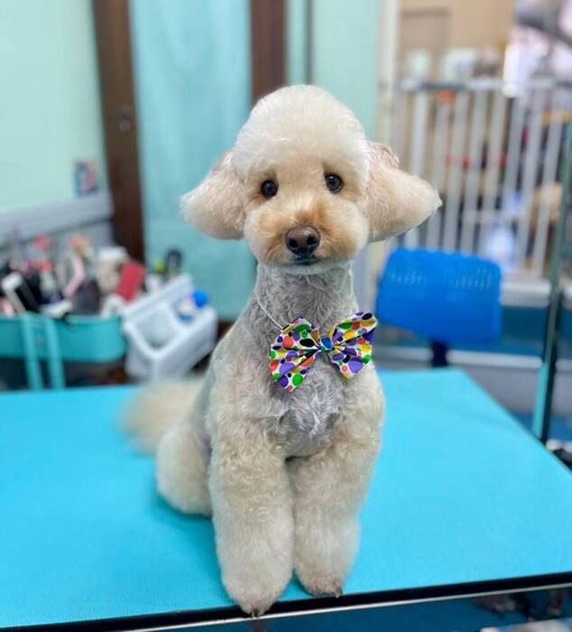 Groomed dog