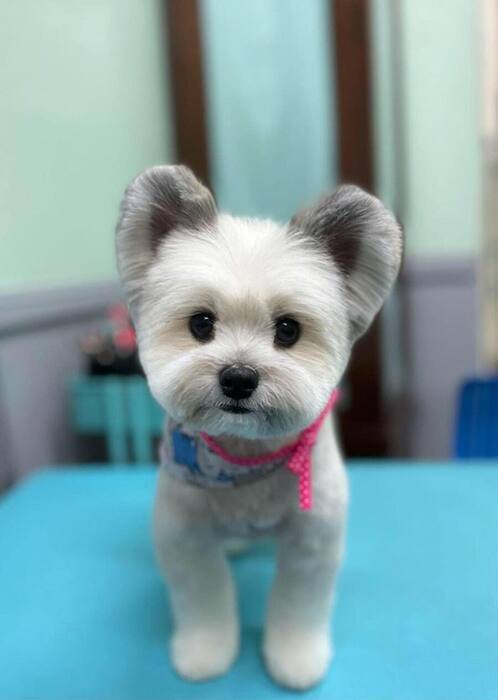 Groomed dog