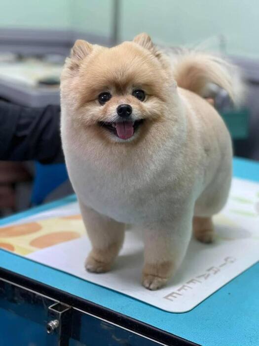 Groomed dog