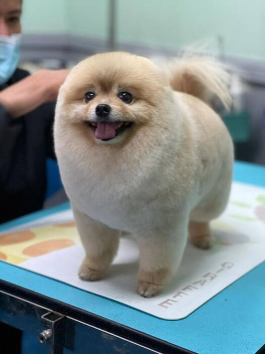 Groomed dog