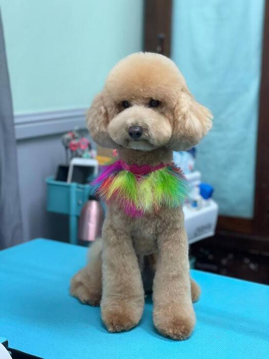 Groomed dog
