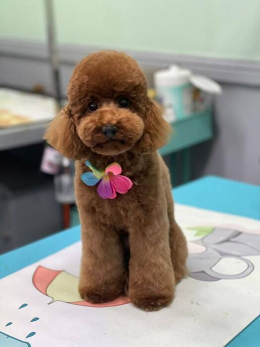 Groomed dog