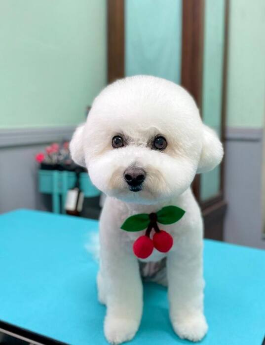 Groomed dog