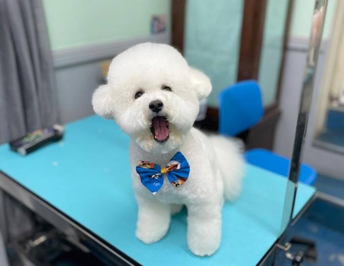 Groomed dog