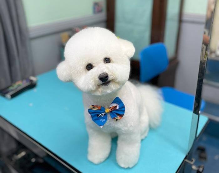 Groomed dog