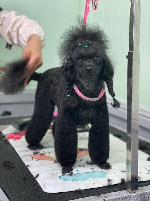 Groomed dog