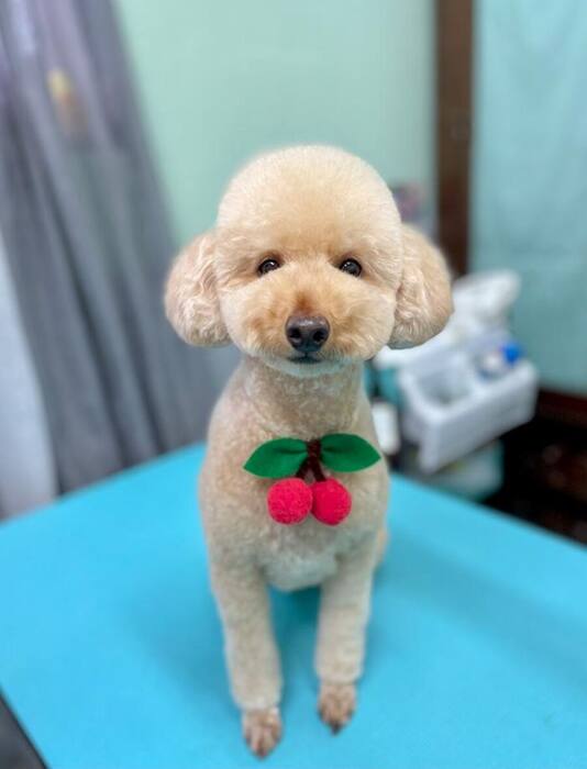 Groomed dog