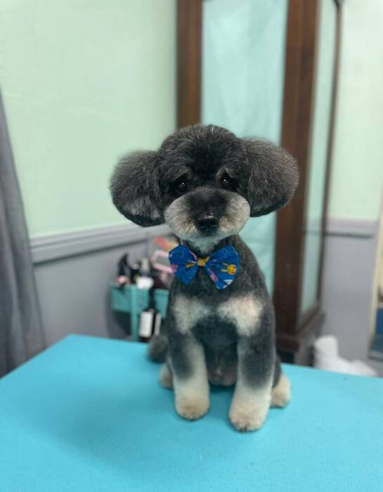 Groomed dog