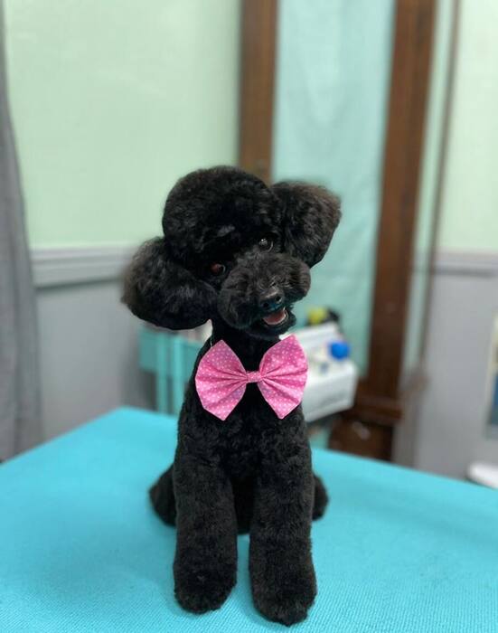 Groomed dog