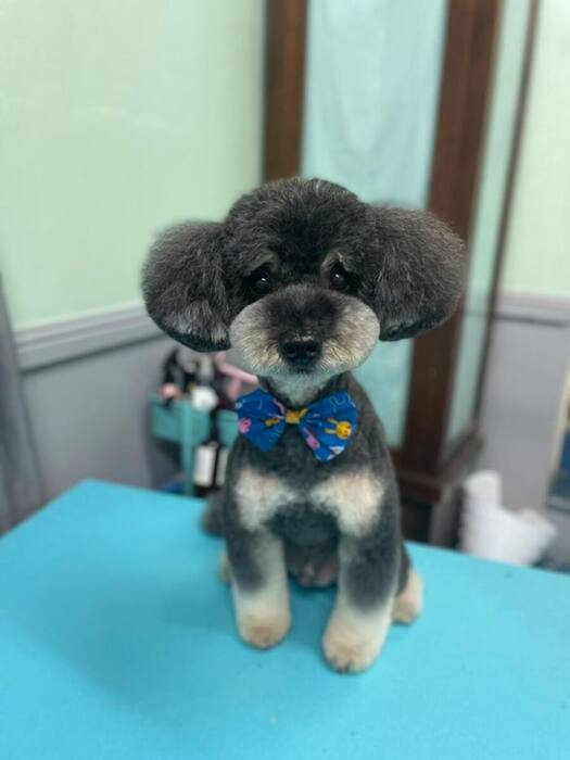 Groomed dog