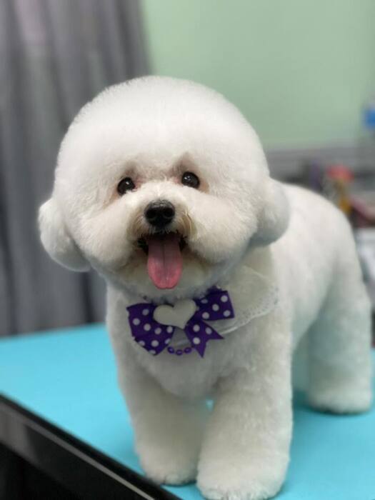 Groomed dog