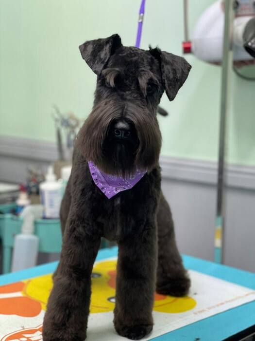 Groomed dog