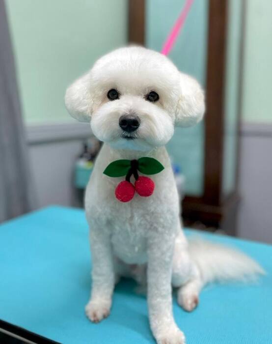 Groomed dog