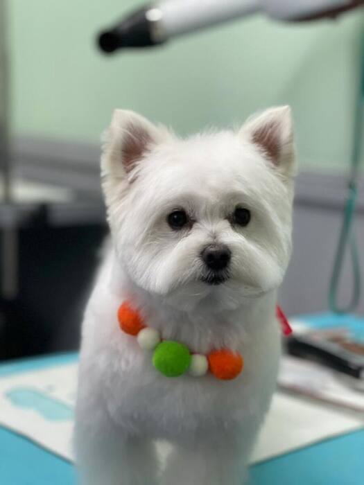 Groomed dog