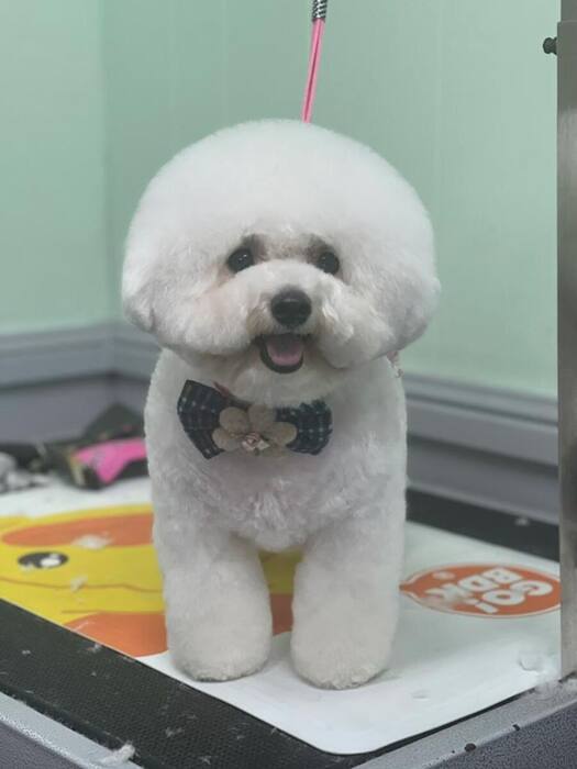 Groomed dog