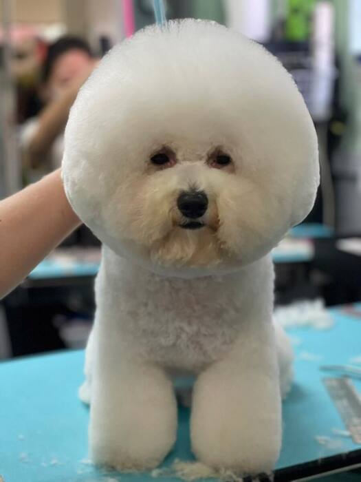 Groomed dog