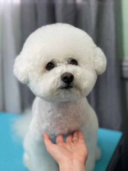 Groomed dog