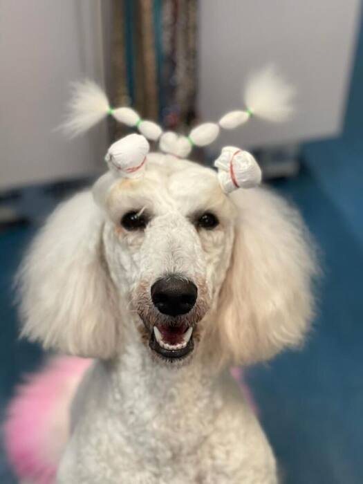 Groomed dog