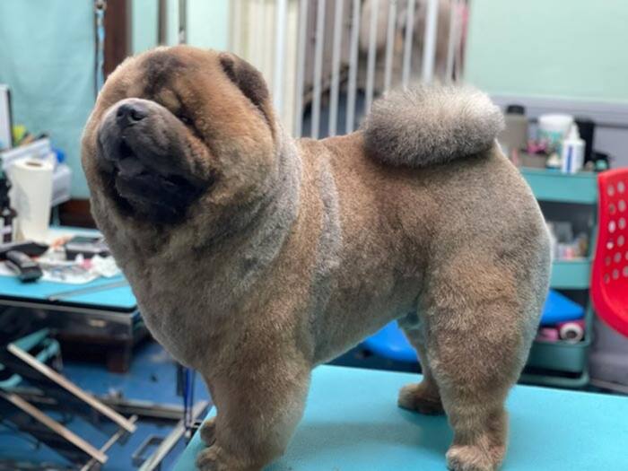 Groomed dog