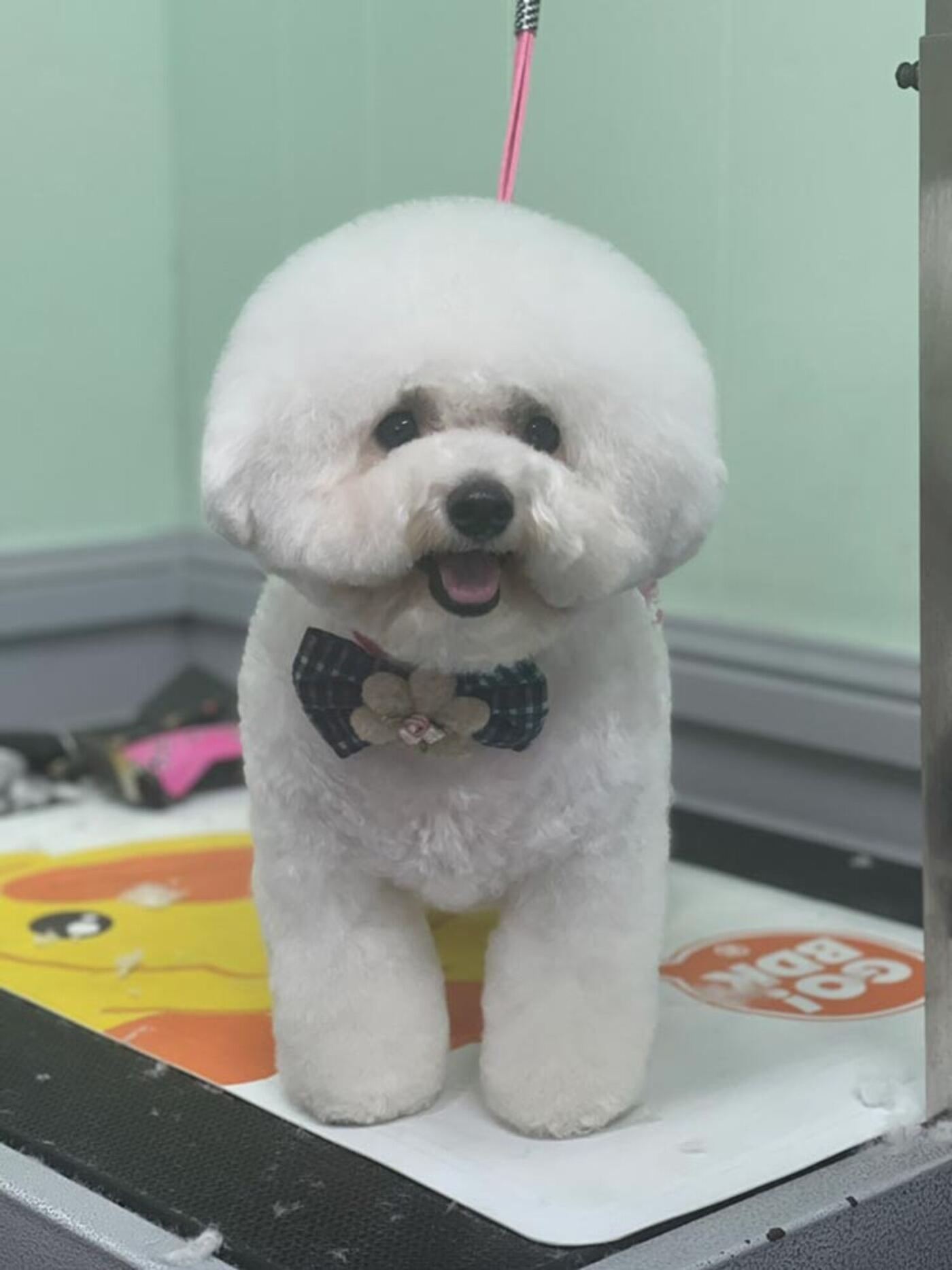 A freshly groomed dog at Pets on the Point